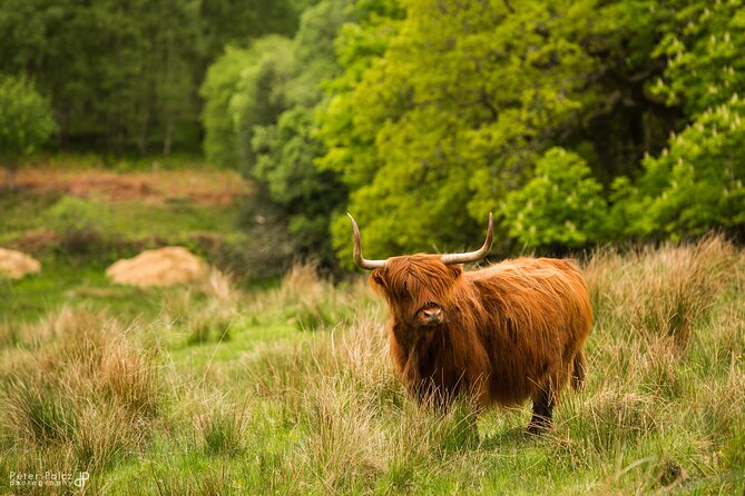 1-day Small Group Loch Ness Discovery Tour from Glasgow - Is the $90.28 price good value?