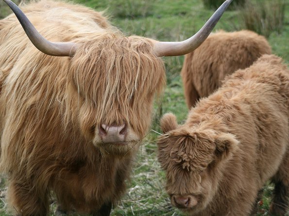 Best of Scotland in a Day Very Small Group Tour from Edinburgh - Dunkeld Cathedral and a small town worth wandering