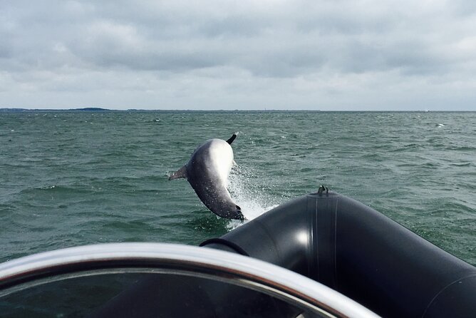 Boat Seafari Adventure - Searching for bottlenose dolphins