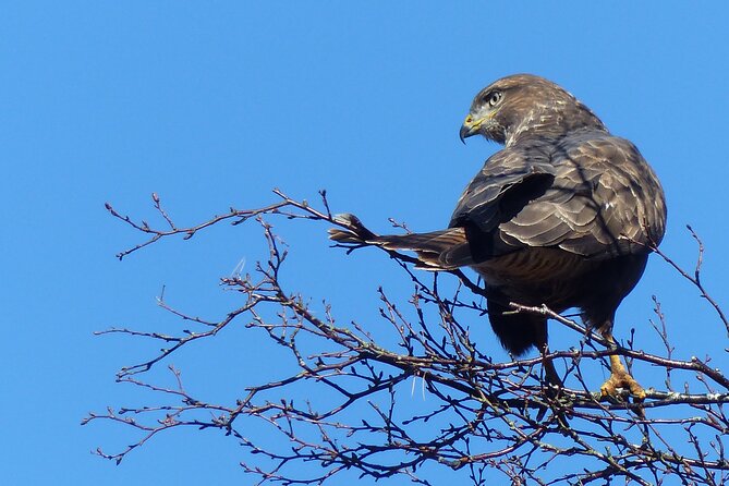 Discovery Wildlife Safari - Wildlife Watching Without Promises