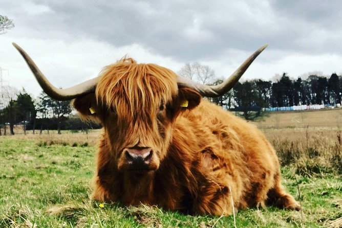 Edinburgh City Centre Private and Personal Half Day Driving Tour - Scott’s storytelling and the human side of the tour