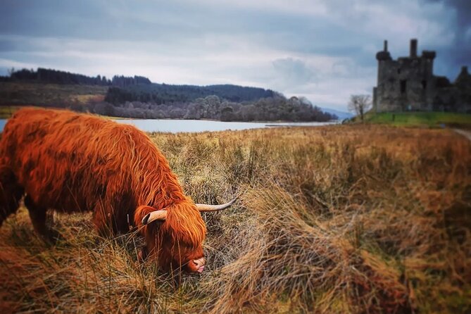 Full Day Private Tour in West Highlands, Oban and Glencoe - Kilchurn Castle and the Highland cattle possibility
