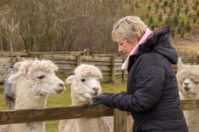 Fun and Educational Alpaca Experience in the Scottish Borders