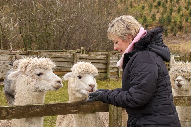 Fun and Educational Alpaca Experience in the Scottish Borders - Meeting Alpacas at Beirhope Farm