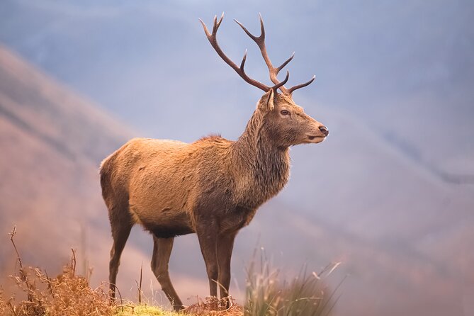 Glasgow: Glencoe & Oban Privately Guided Day Tour in Luxury MPV - Glencoe carries the strongest emotional weight