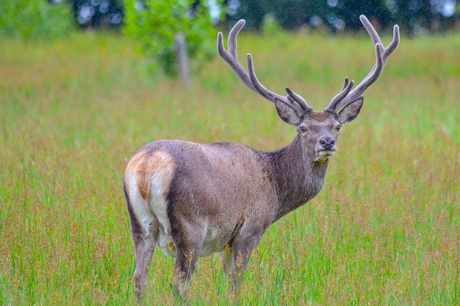 Glenaladale Cruise - Great for wizard spotting! - Wildlife spotting on a working Highland loch