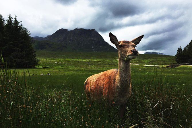 Glencoe & Highlands: Private Land Rover Tour - The Three Sisters and Glencoe viewpoints