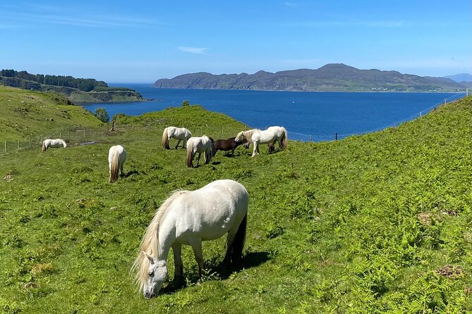 Guided Hebridean Farm Hike near Tobermory, Isle of Mull, Scotland - Looking across the sea toward Rum