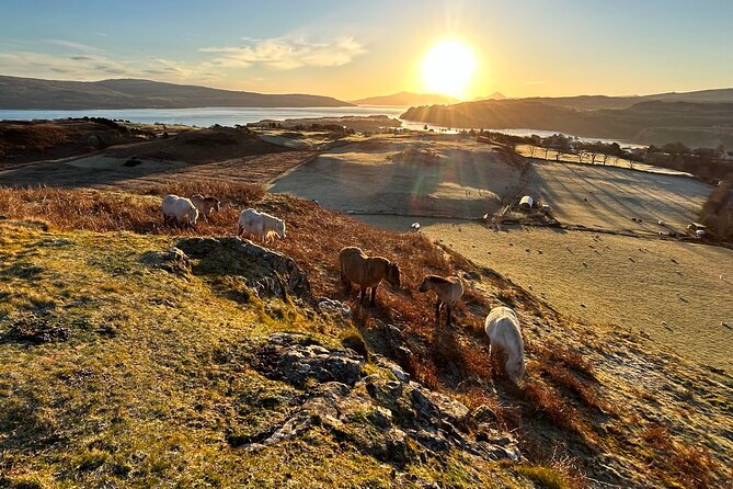 Guided Hebridean Farm Hike near Tobermory, Isle of Mull, Scotland - Meeting ponies, sheep, goats, and horses