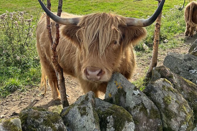 Highland Cows, Walk Alpacas & Scottish Wildlife Centre from Edin. - Two hours at the Scottish Deer Centre