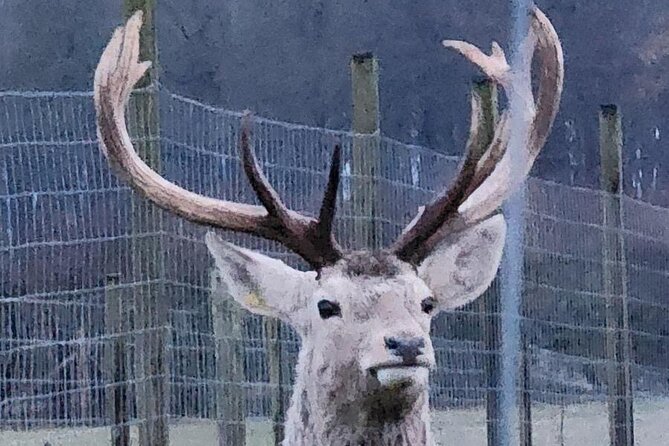 Highland Cows, Walk Alpacas & Scottish Wildlife Centre from Edin. - The private car changes the feel of the day