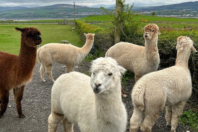 Highland Cows, Walk Alpacas & Scottish Wildlife Centre from Edin. - Who should book this experience