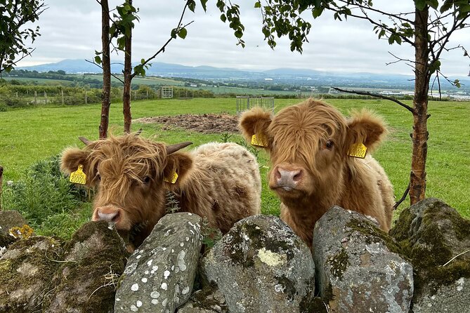Highland Cows, Walk Alpacas & Scottish Wildlife Centre from Edin. - Meeting Haggis, Thelma, and Louise at Swanston Farm