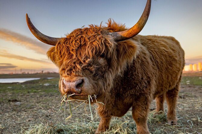 Highland Lochs & Castles Tour to Oban & Glencoe - Key points at a glance
