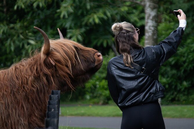 Highlands Cows Glencoe and Castles Private Tour from Glasgow - Castle Stalker from the shore