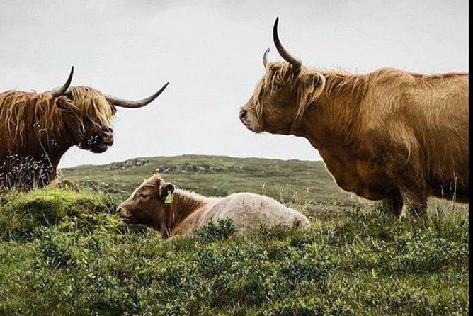 Highlands + Glencoe + Loch Ness Private Tour - Why this private Highland day works