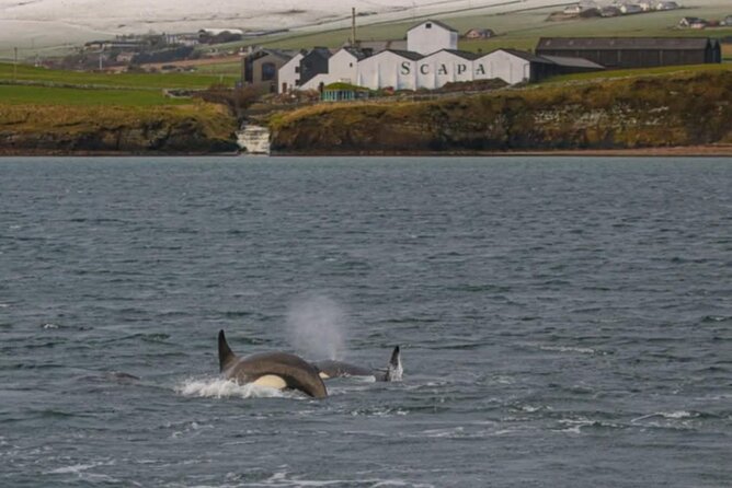 Historic Orkney Private Odyssey Tour by a native Islander - What Calum adds as a native Islander