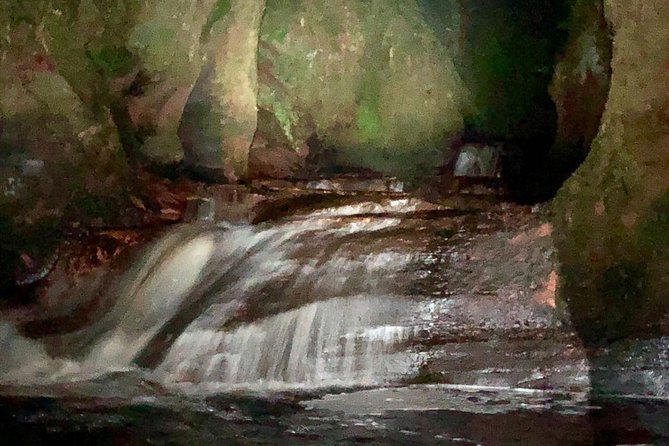 Join the Dark Side of Magical Nature - Entering a forest by head torch
