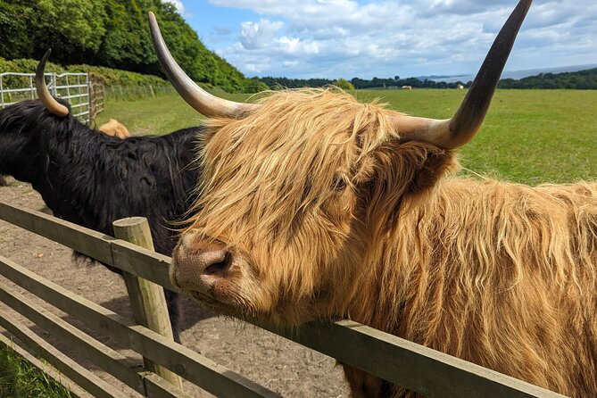 Loch Lomond, Highland Cows, Victorian Town, Castle Half-Day Tour - Luss gives you a short look at Loch Lomond