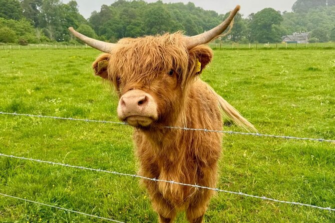 Loch Ness, Culloden, Clava and whisky/gin tour from Inverness. - What this four-and-a-half-hour Highland tour is really like