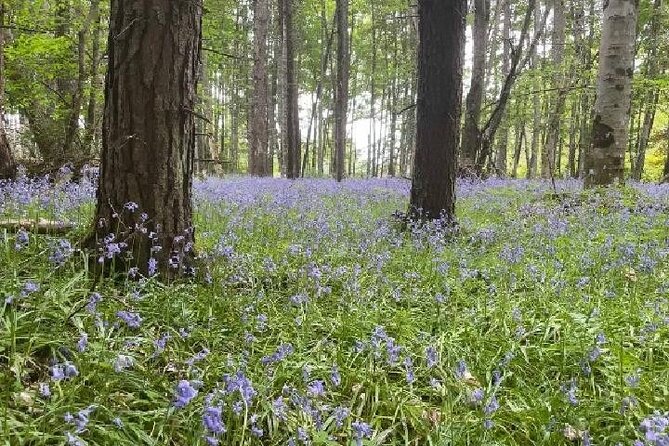 Loch Ness, Culloden, Clava and whisky/gin tour from Inverness. - Clava Cairns and the Outlander connection