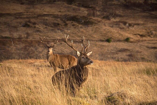 Loch Ness, Scottish Highlands, Glencoe and Pitlochry Tour - Loch Ness and Fort Augustus: choose your experience