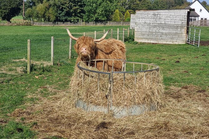 Lochness and Inverness day Tour - Robertson’s Farm Shop and Highland animals