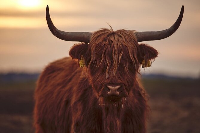 Luxury Private Tour of The Highlands & Loch Ness from Edinburgh - Loch Ness: cruise or shore time