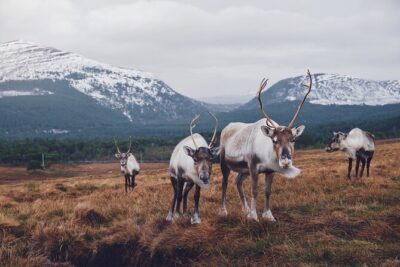 Private Cairngorm National Park tour