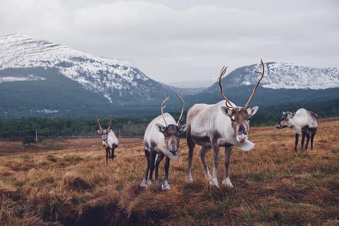 Private Cairngorm National Park tour - Ruthven Barracks and the military Highlands