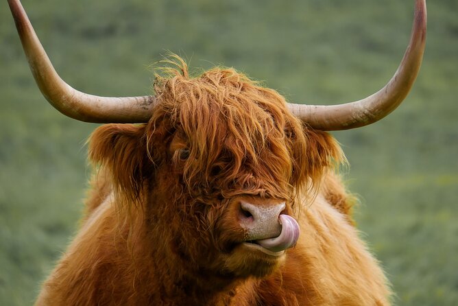 Private Luxury Tour of Loch Lomond, Glencoe & The Highlands - What this private Highland day is really like