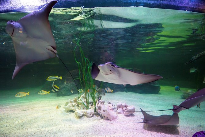 SEA LIFE Loch Lomond General Admission Ticket - Start with venomous reef predators