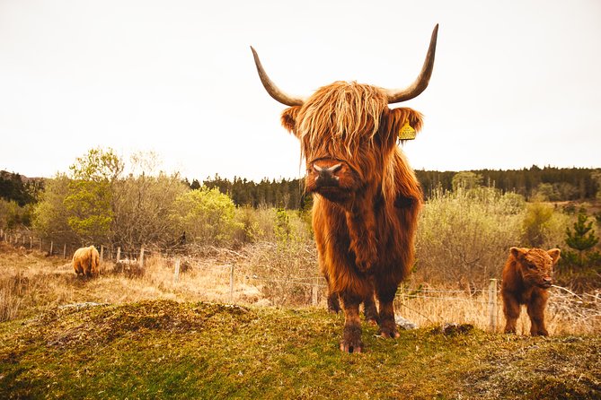 Speyside Whisky Day Tour from Inverness Including Admissions - Who will enjoy this day most