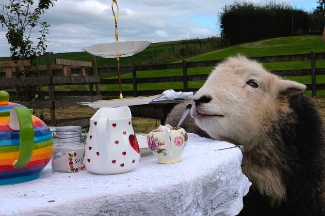 Tea with Naughty Sheep - What happens during the 1 hour 45 minutes