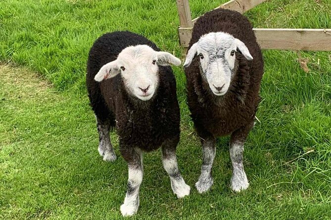 Tea with Naughty Sheep - What is on the afternoon tea menu