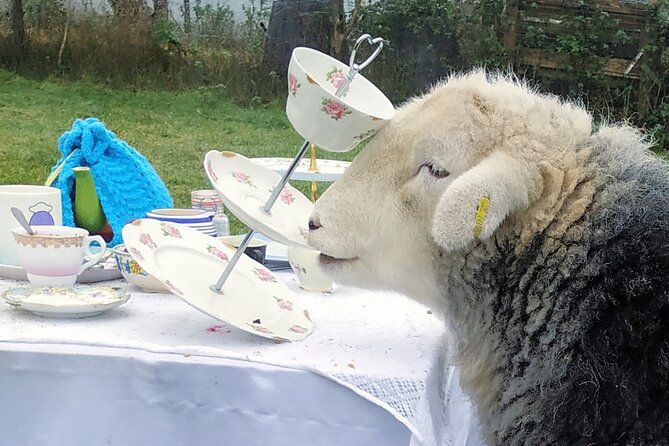Tea with Naughty Sheep - A quiet stop in Loch Lomond and The Trossachs National Park