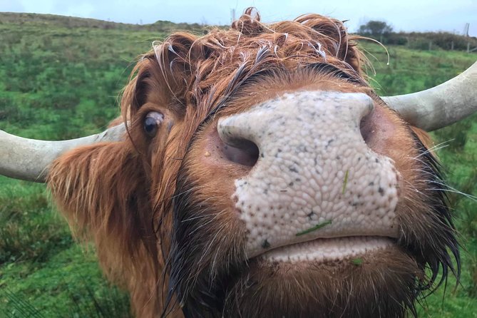 The Dirty Day Tour - A private Scottish day with a strong personality