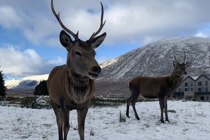Ultimate Day tour Edinburgh: Glencoe, Highland Cows, Loch Lomond - Two hours in Glencoe, where scenery meets tragedy