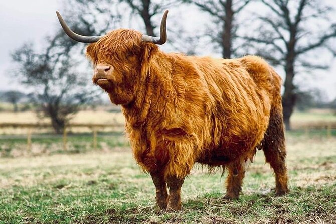Urquhart Castle, Culloden, Clava Cairns, Loch Ness - Loch Ness is best enjoyed from the road