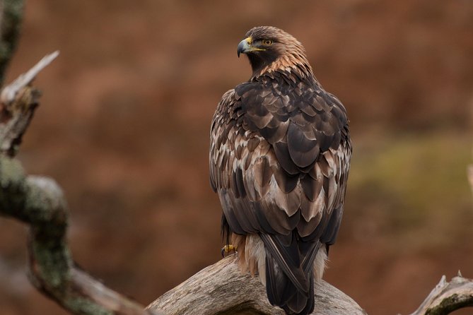 Wildlife Watching Safari by Vehicle & Walks / Photography workshops with a Guide - A private search for Skye’s wild residents